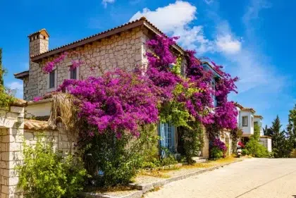 bouture avec une branche de bougainvillier plante grimpante envelopper murs façades terre pot