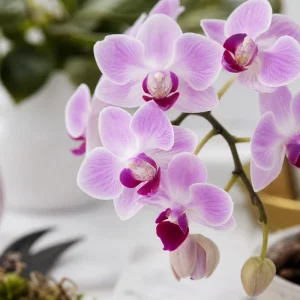bouturer orchidée aloe vera