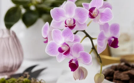 bouturer orchidée aloe vera