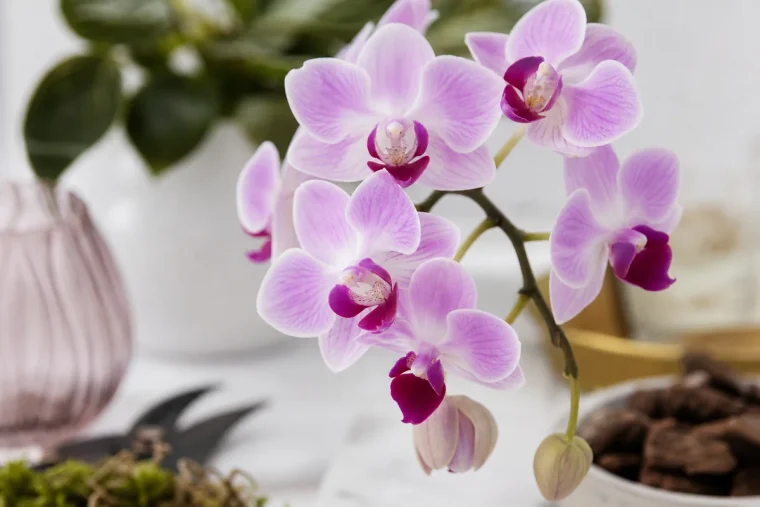 bouturer orchidée aloe vera