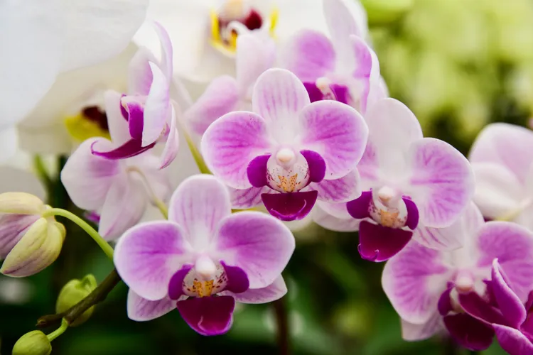 bouturer orchidée aloe vera