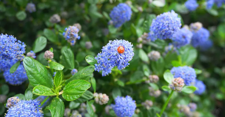 céanothe lilas de californie arbuste persistant à fleurs bleues