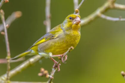 comment attirer les verdiers au jardin