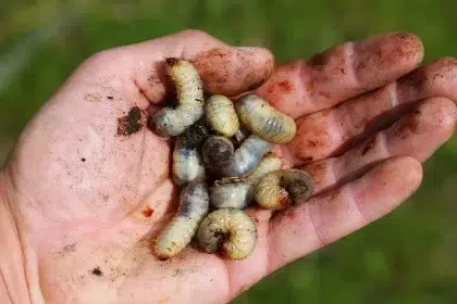 comment distinguer les larves de cétoine et de hanneton au jardin quelle différence