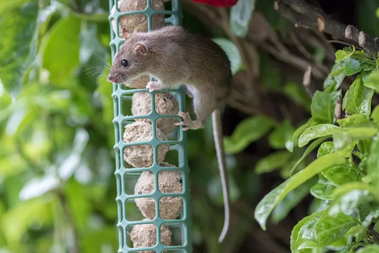 comment donner à manger aux oiseaux sans attirer les rats