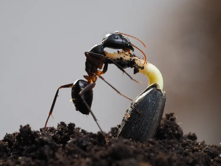 comment éloigner les fourmis des semis naturellement potager jardin peaux d'oranges astuces 