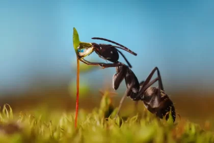 comment éloigner les fourmis des semis naturellement produits jardin bicarbonate vinaigre blanc irina kozorog shutterstock