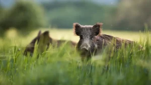 comment éloigner les sangliers du jardin potager naturellement astuces wildmedia shutterstock