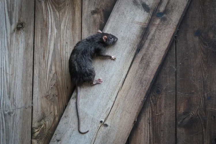 comment empêcher les rats de grimper aux murs arbres raticide 