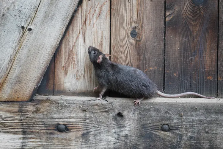 comment empêcher les rats de grimper aux murs aux arbres fruitiers piège astuce recette grand mère se débarrasser faire fuir 