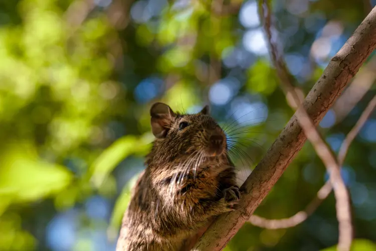 comment empêcher les rats de grimper monter arbres murs raticide vinaigre clou de girofle se débarrasser bicarbonate de soude 