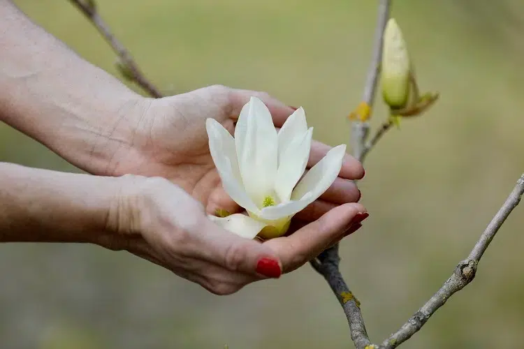 comment entretenir un magnolia extérieur