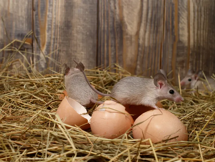 comment éviter que les rats mangent les graines des poules