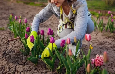 comment faire fleurir les tulipes engrais bulbes feuilles jaunes