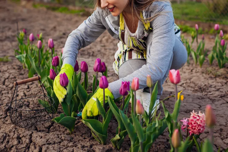 comment faire fleurir les tulipes engrais bulbes feuilles jaunes