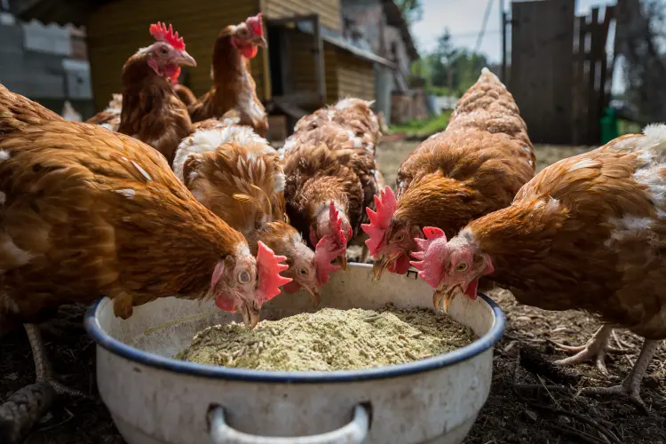 comment faire pondre les poules aliments naturellement astuces 