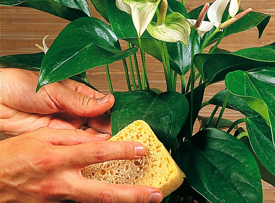 comment faire refleurir un anthurium