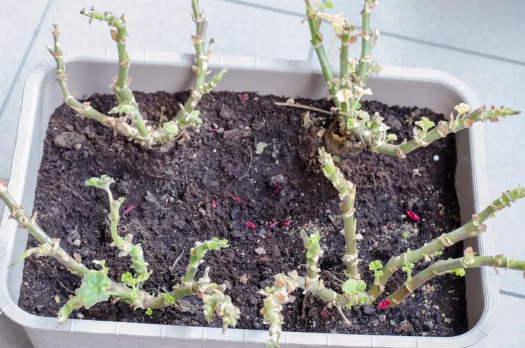 comment faire reparir les géraniums après l'hiver au printemps taille arrosage fertilisation 