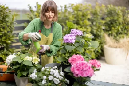 comment faire repartir des hortensia printemps tailler arroser fertiliser qui ont gelé rosshelen shutterstock