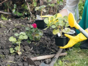 comment faire repartir les géraniums après l'hiver printemps sortir réveiller tatiana pink shutterstock