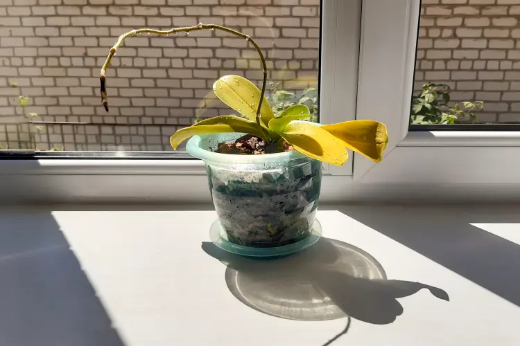 comment faire repartir une orchidée sans feuilles sauver revivre arrosage entretien astuces 