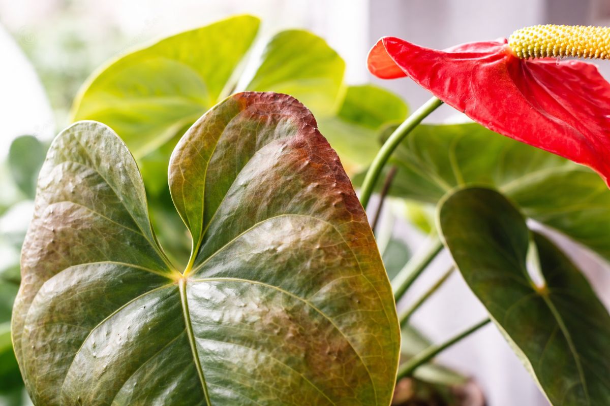 comment faire rougir les feuilles vertes de l'anthurium