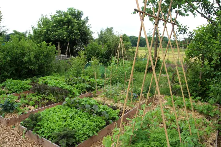 comment faire un jardin permacole quels sont principes directeurs permaculture parterres surélevé