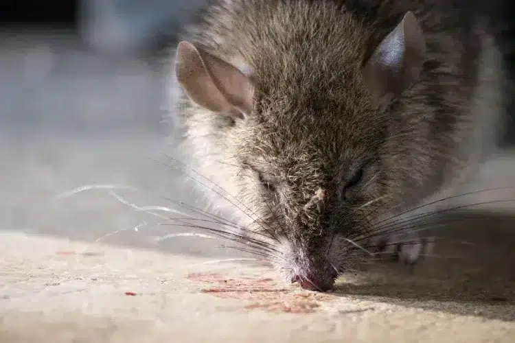 comment faire un raticide maison naturel recette de grand mère poison pour tuer les rats souris