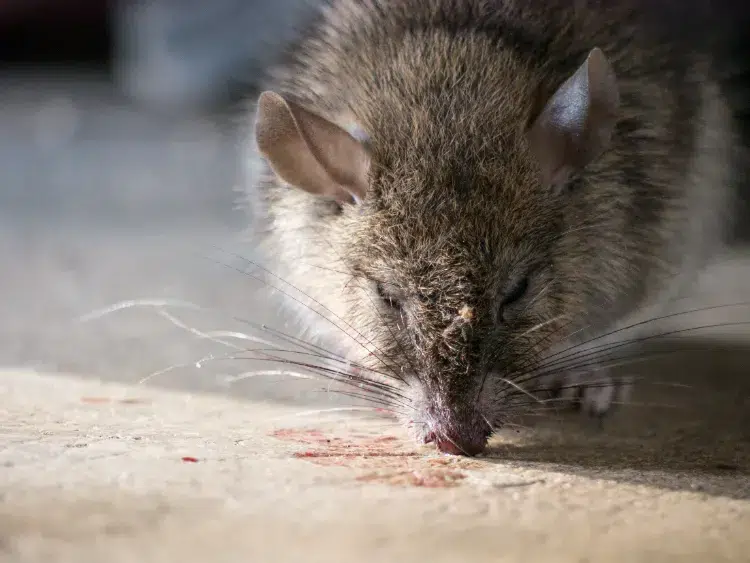 comment faire un raticide maison naturel recette de grand mère poison pour tuer les rats souris