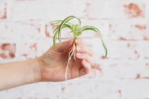 comment faire une bouture de plante araignée