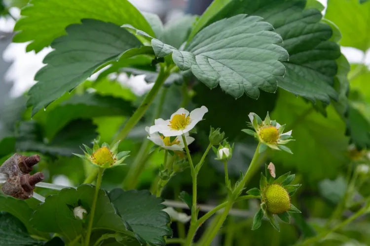 comment planter des fraises à l'intérieur effectuer pollinisation manuellement fleurs ouvertes