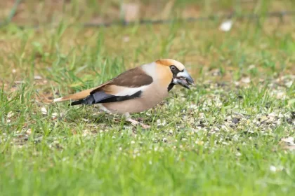 comment protéger les semis de gazon des oiseaux moineaux jardin photodigitaal.nl shutterstock