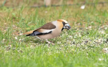 comment protéger les semis de gazon des oiseaux moineaux jardin photodigitaal.nl shutterstock