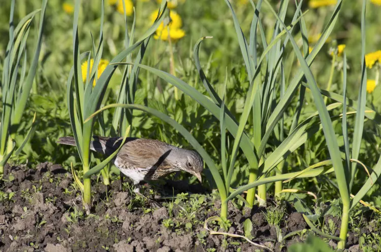 comment protéger les semis des oiseaux jardin éloigner empêcher de manger graines plantes