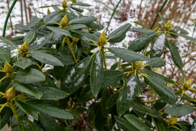 comment protéger un rhododendron l'hiver acheter cultivar informer rusticité conditions climatiques