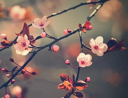 comment quand tailler un cerisier japonais du japon conseils taille entretien formation cerisier adulter trop grand nain pleureur