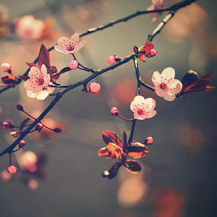 comment quand tailler un cerisier japonais du japon conseils taille entretien formation cerisier adulter trop grand nain pleureur