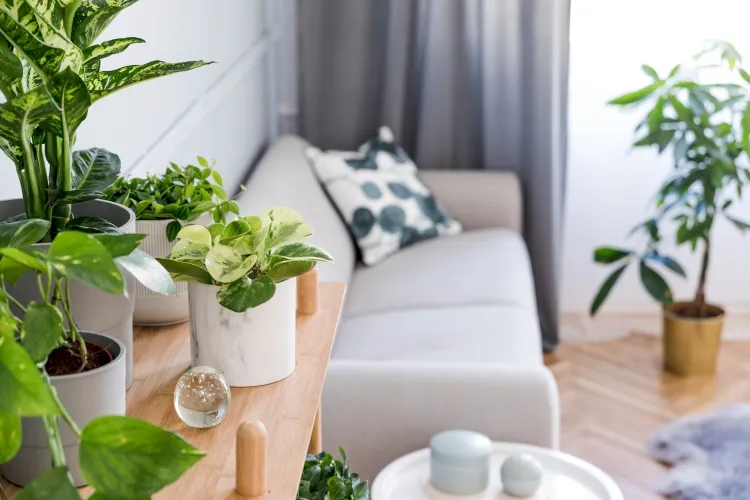 comment ranger ses plantes pour l’hiver placer maison appartement véhiculer énergie positive