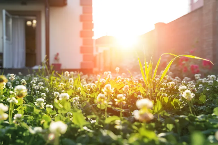 comment réduire son empreinte carbone au jardin ornement pelouse alternative
