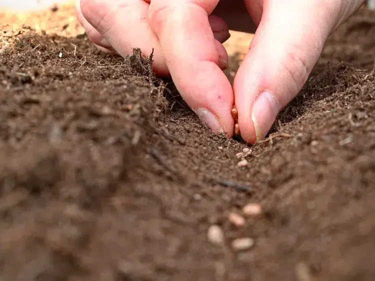 comment renforcer les semis