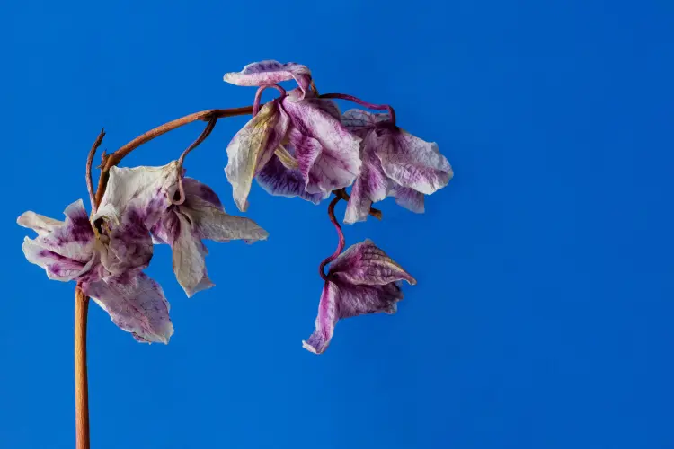 comment sauver une orchidée à la tige sèche faire repartir réanimer couper 