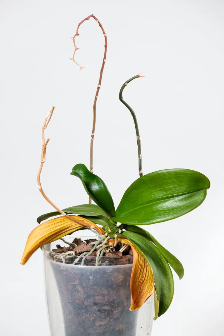 comment sauver une orchidée à la tige sèche que faire réanimer arroser transplanter 