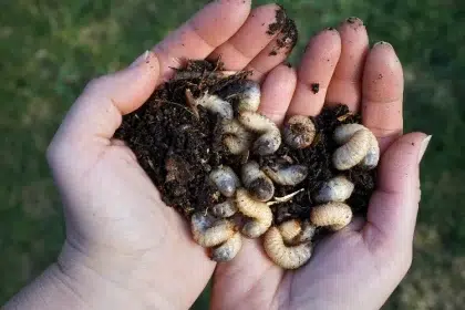 comment savoir si on a des vers blancs dans la pelouse gazon nematodes