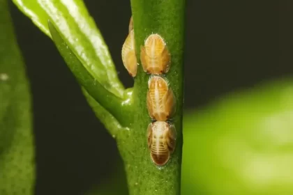 comment se débarrasser des cochenilles à carapace à coque à bouclier kermès citronnier traitement vanessal shutterstock