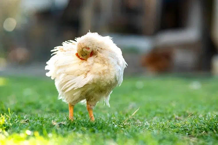comment se débarrasser des poux chez les poules