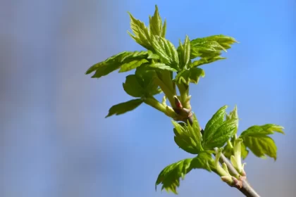 comment se débarrasser des rejets des arbres