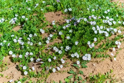 comment se débarrasser du liseron sur une pelouse naturellement éliminer supprimer en finir vinaigre bicarbonate urza shhutterstock