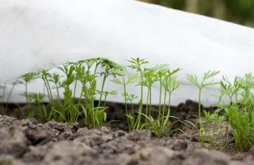 comment semer les carottes