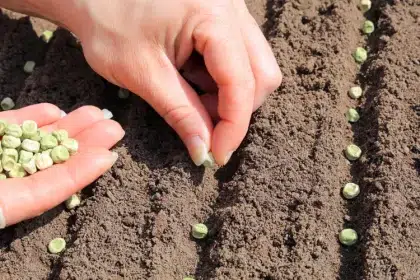 comment semer les petits pois et mange tout