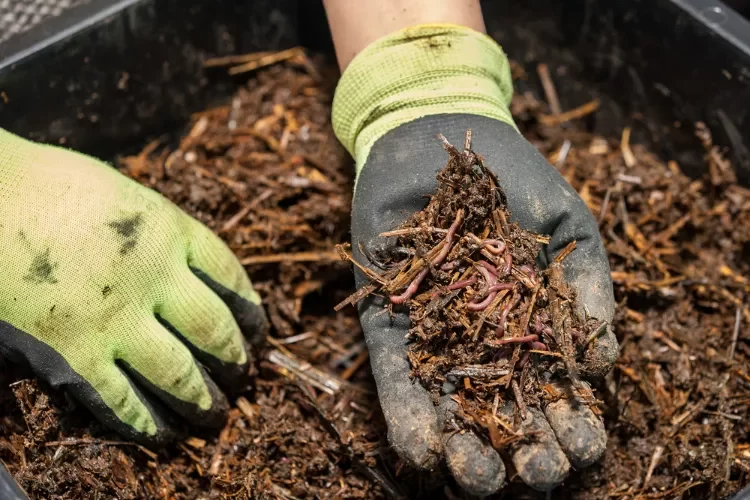 comment séparer les vers du compost récolter méthodes simples